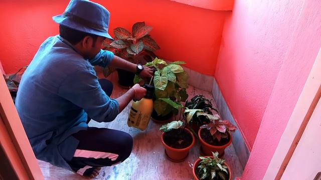 Update,Indoor plant monthly fertilizing schedule
