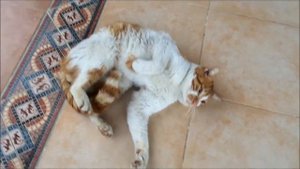 Раненый кот просит о помощи.  Wounded cat asks for help.