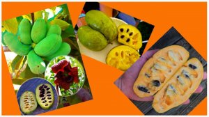 Как вырастить Азимину из косточки #азимина #паупау #банановоедерево #pawpaw  #202