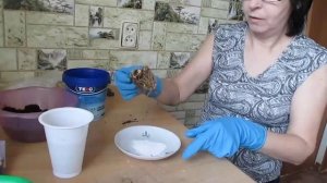 Ирис. Купили рано? Посадка #ириса перед высадкой в грунт.