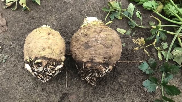 Сбор и хранение корневого сельдерея. Часть 3. смотреть онлайн