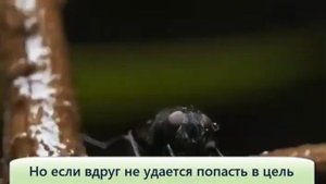 Брызгун рыба снайпер который не промахивается