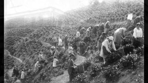 История выращивания чая на Кубани