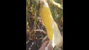 Отзыв о кукурузе Микси