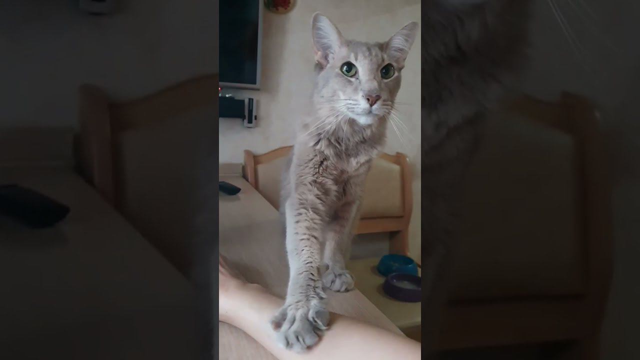 #shorts Этим кожаным вечно не до котиков!