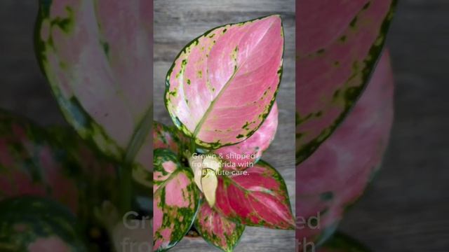 Aglaonema Pink Valentine