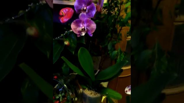 Орхидеи реанимашки продолжение смотреть онлайн