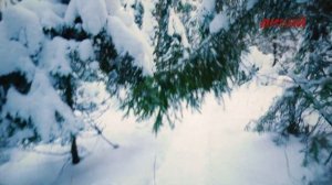 Добыча куницы капканом Агафонова. Звероловы.