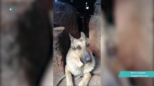 Пёс «Сармат» из Коми номинирован на «Лохматый Оскар».