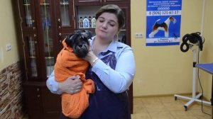 Гигиена Цвергшнауцера