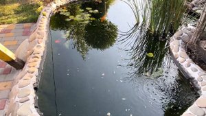 Уход за прудами на участке с рыбами и без