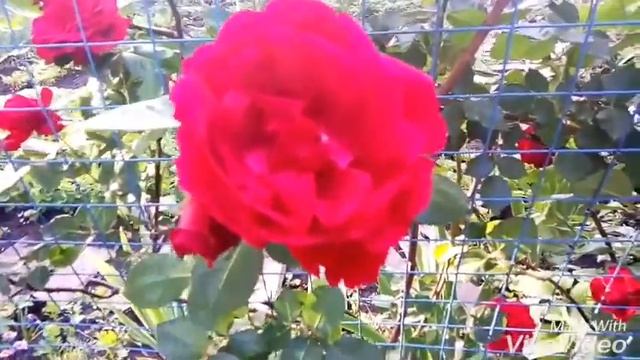 История моих месячных | первые месячные | набор в команду смотреть онлайн