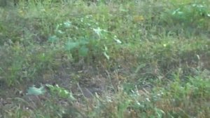 Ловля перепела(бедана) 2.  Catching quail (bedan) 2