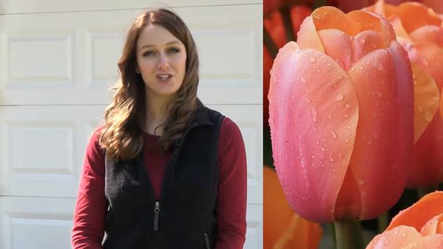 Planting Tulips & Daffodils смотреть онлайн