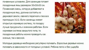Рябина Кёне (Sorbus Koehneana) эффектная красавица