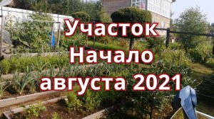 САД И ОГОРОД на конец июля начало августа 2021