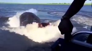 Бегемот выныривает из воды