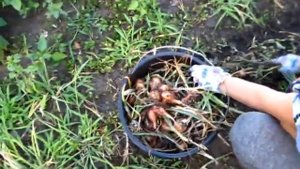 ЛУК БЕЛОЗЁРЕЦ уборка грядок