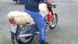 Ява 350\640\143. Продажа новых мотоциклов Ява.
