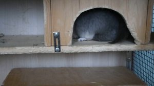 Как приучить шиншиллу к туалету?