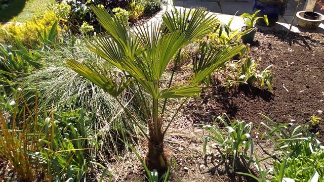 Creating an exotic garden! ThePlantaholic смотреть онлайн