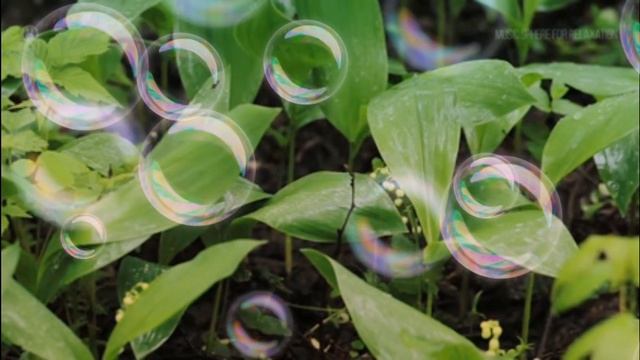 Расслабляющий шум дождя/Для сна смотреть онлайн