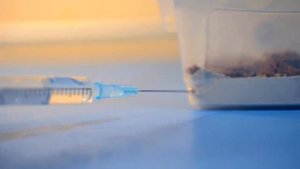 Формикарий для Lasius flavus