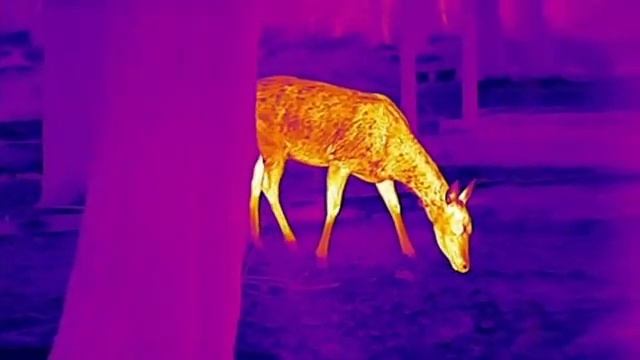 Тепловизоры для охоты и наблюдения iRay Technology смотреть онлайн