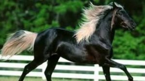 Арабский скакун( ВЕЛИКОЛЕПНО)