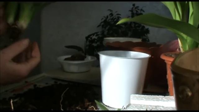 Камбрия. Пересадка. смотреть онлайн