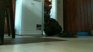 кот открывает холодильник