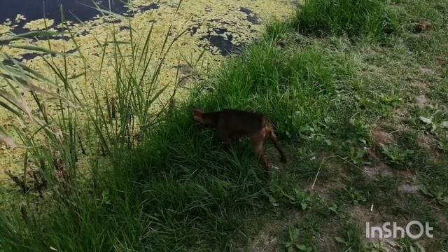 Кумженский водоём. С женой на отдыхе. Поймали не большого сазанчика. смотреть онлайн