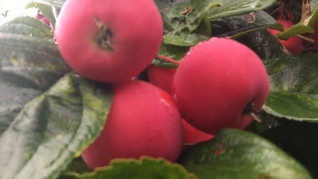 Звук дождя, дача, яблоки ? ?/ Rain, relaxing sounds of nature,my garden ? ? смотреть онлайн