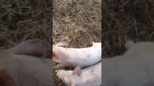 бой борцов сумо-свин смотреть онлайн