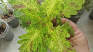 Колеусы зимой