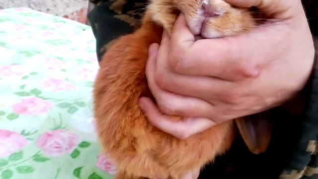 Лечение ринита у кроликов смотреть онлайн