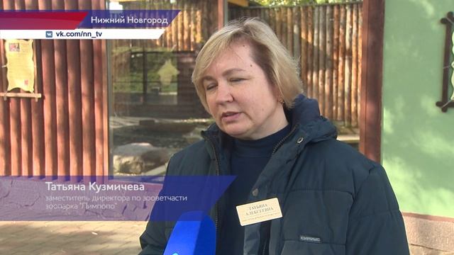 Редкие краснокнижные волки переехали в нижегородский зоопарк «Лимпопо»