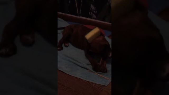 Стафф. Ушки. смотреть онлайн