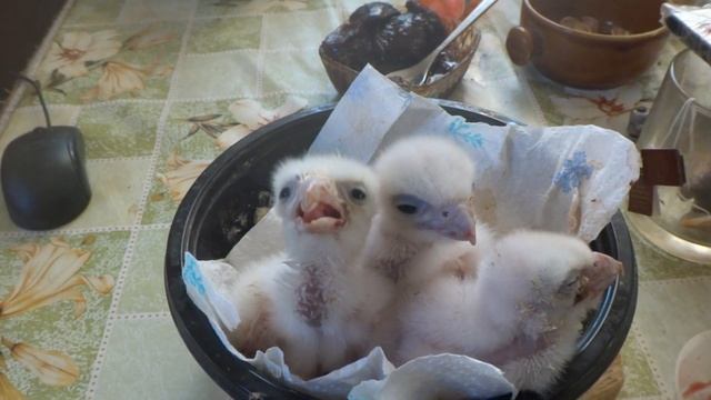 пташенята алтайського балобана.птенци алтайского балобана.chicks of the Altai sakerfalcon.