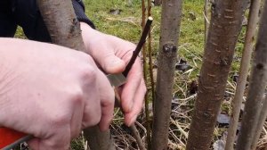 Прививка сливы весной - Учимся вместе.