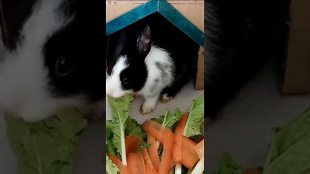 Rabbit home