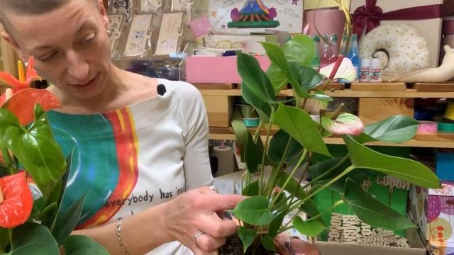 Антуриумы   обзор сортов  Какие еще бывают антуриумы