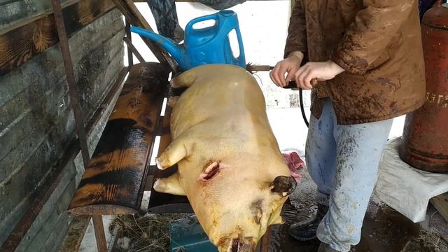 Кармал+вьетнамский вислобрюхий выход мяса в 5 месяцев // Вырос при отрицательной температуре смотреть онлайн