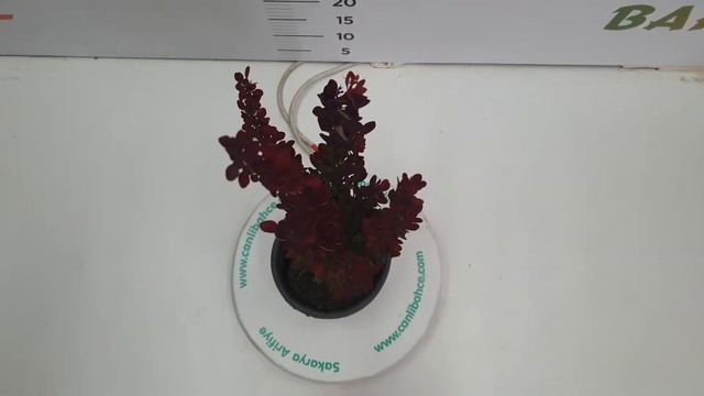 Roket Kadın Tuzluğu (Berberis thunbergii f. atropurpurea 'Red Rocket') смотреть онлайн