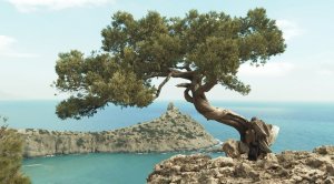 Крымское счастье Владислава Холявинского