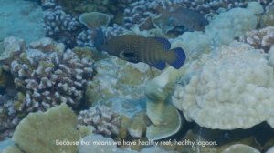 Penrhyn Island | Underwater