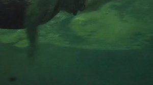 КАЛЬМАРЫ прямо не плывут .wmv