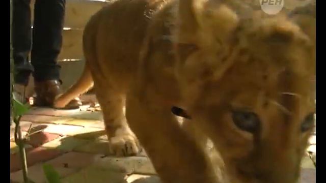 ЗООПАРК смотреть онлайн