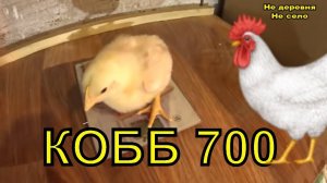 ВЕС БРОЙЛЕРА В 10 ДНЕЙ ЦЫПЛЯТА  АРБОР АЙКРЕС ДЕРЕВЕНСКАЯ ЖИЗНЬ