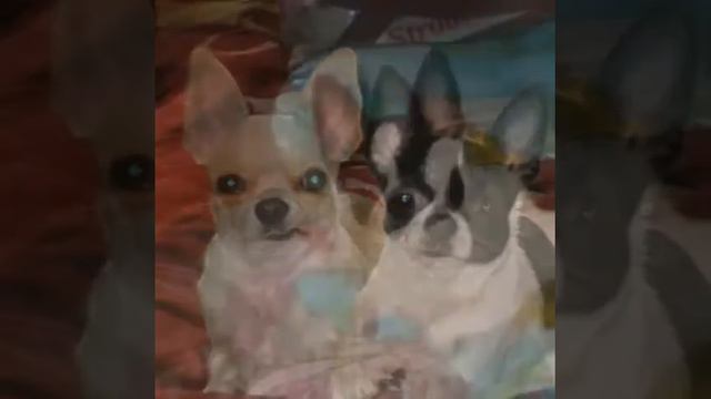 МОИ ПИТОМЦЫ:O;-)=_==_= смотреть онлайн